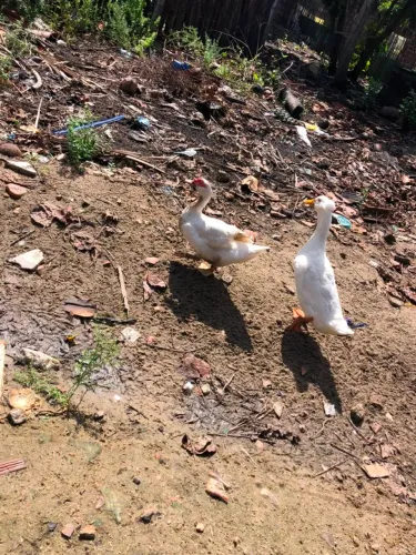 PATOS FÊMEAS E MACHO