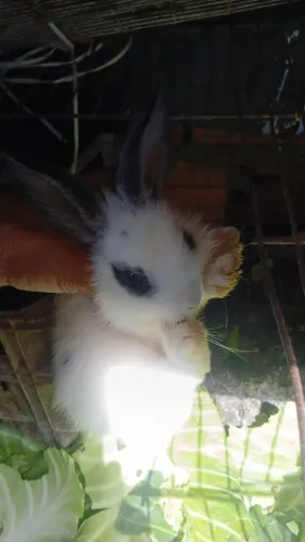 Vende-se filhotes coelhos