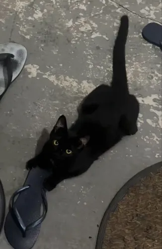 Gatinha preta pra adoção