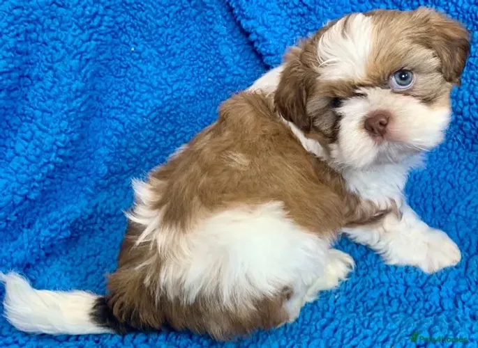 Baby shih tzu/shitzu super brincalhão e sociável de ótima genética dócil