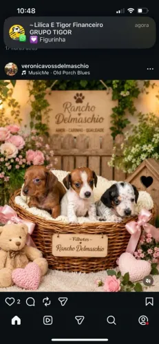 DACHSHUND mini