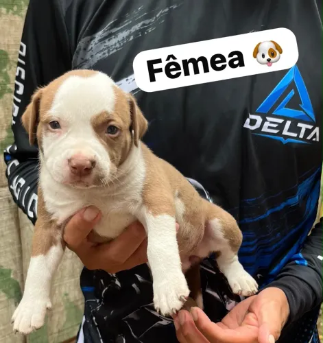 Pitbull original