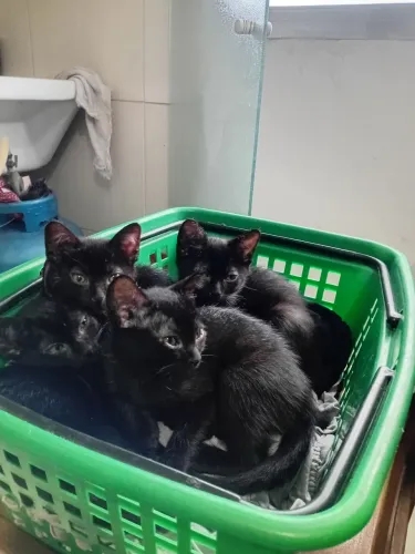 Doação de lindos gatinhos 
