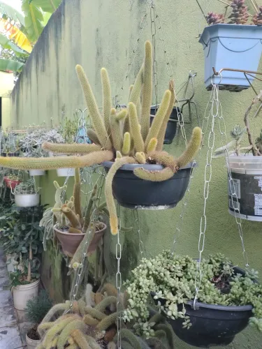 Linda planta rabo de gato cuia 21cm com várias mudas