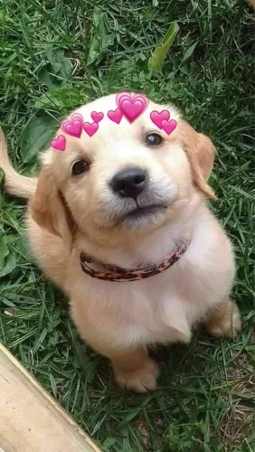 Filhotes De Golden Retriever - Patinhas Prontas Para Novas Descobertas