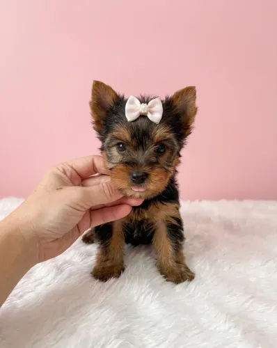 Yorkshire Mini Muito Fofa