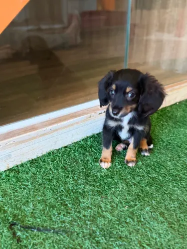 Dachshund pêlo longo perfeito