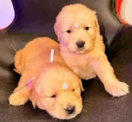 Golden Retriever Filhotes Disponíveis