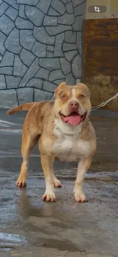 Pit Monster Filhotes