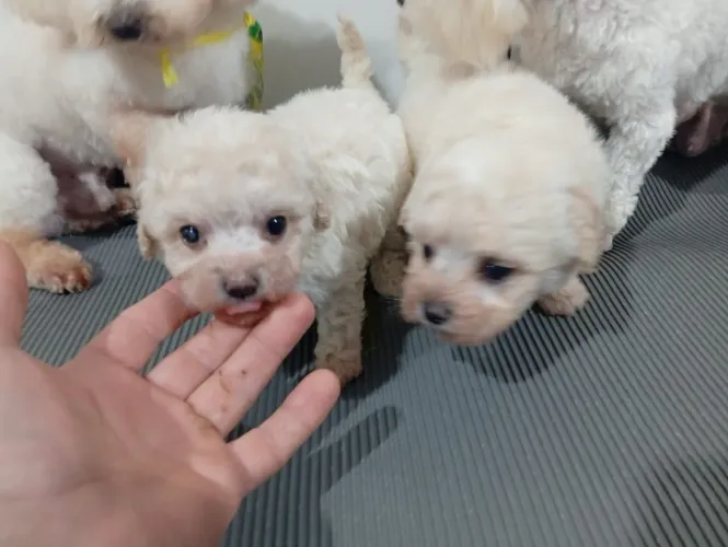 Poodle micro toy disponíveis