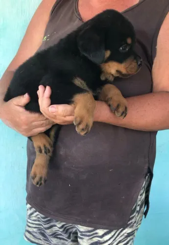 ROTTWEILER DE ALTA GENÉTICA ?