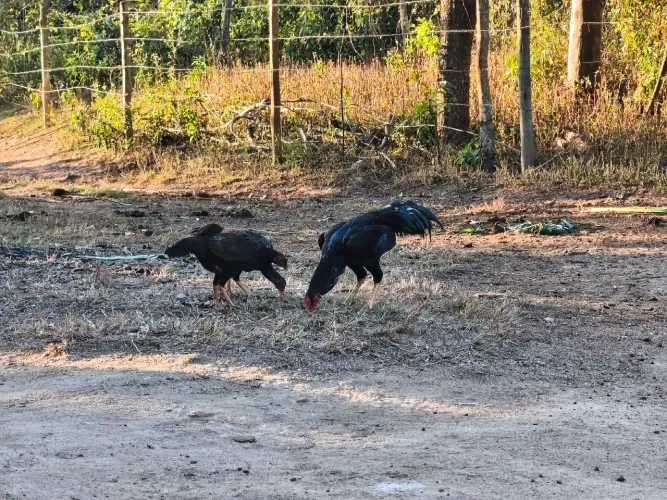 Frango índio e ovos galados.