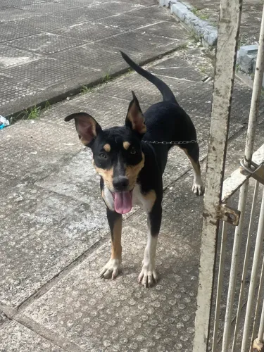 Doação de cachorro. Faço entrega.