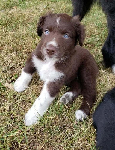 O Filhote de Border Collie Que Impressiona Pela Inteligência