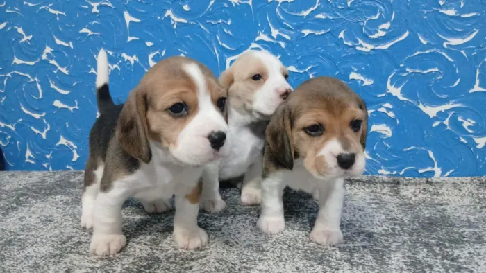 Filhotes de Beagle