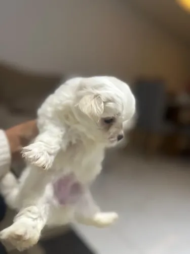 Maltês Micro Verdadeiro - Filhotes Lindos