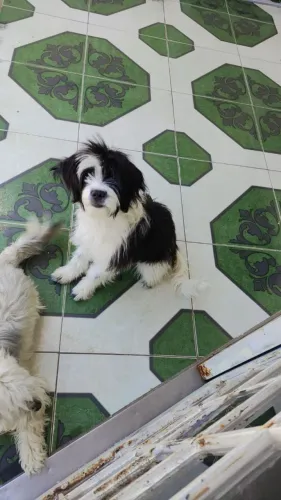 Doação cachorrinha filhote