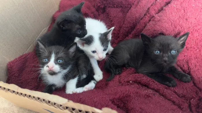 Doação de gatinhos