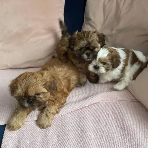 Filhotes de Shih Tzu | Elegância canina!