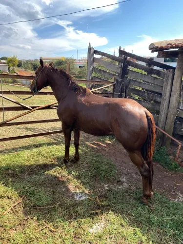 Cavalo