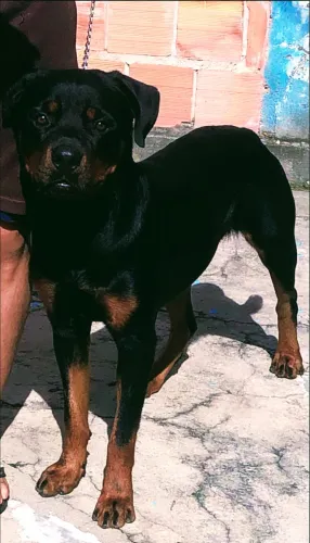 Procuro uma namorada 