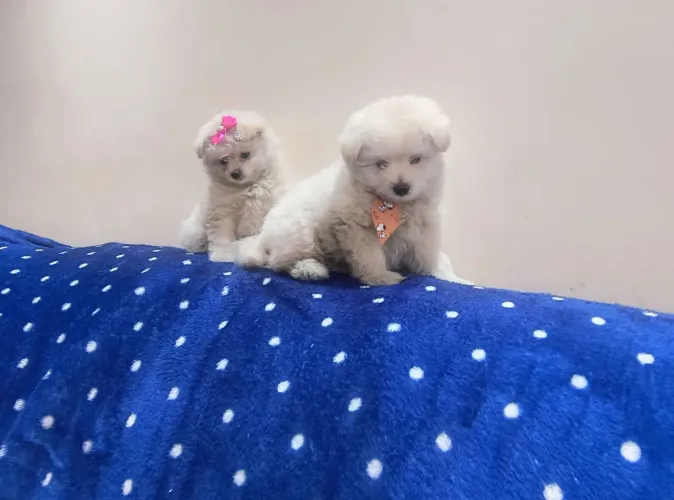 Poodle:: Fêmea,:: Machinho (R$1.499.00 :C/A Vacina importada!!!