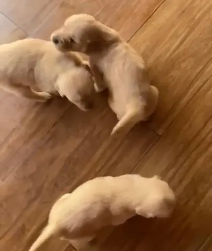 Golden retriever doceis e amorosos