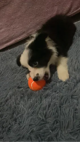 Vendo border collie filhote