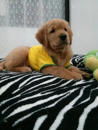 Golden retriever filhote 