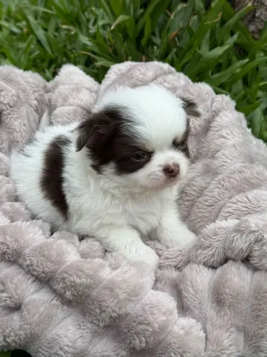 Chihuahua pelo longo