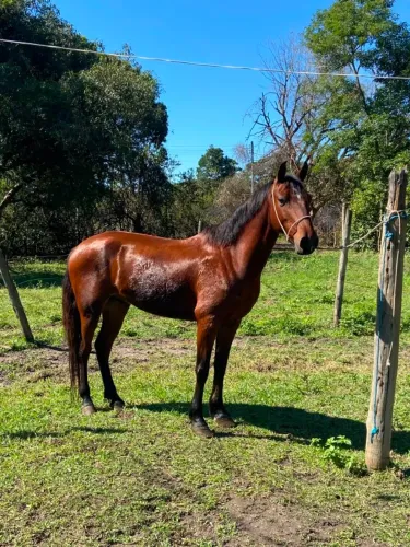 Cavalo marchador 