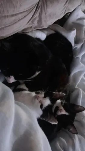 doações de gatinhos