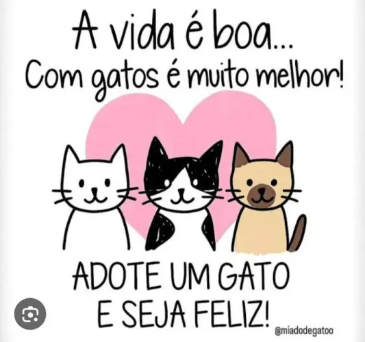Gatinhos para doação