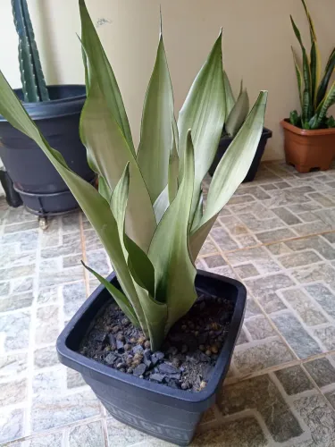 Espada de São Jorge prateada vaso pronto pra sua decoração 