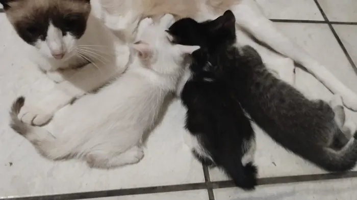Doação de gatinhos