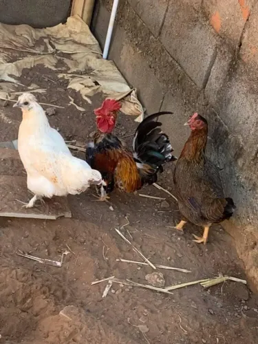 Garnizes 