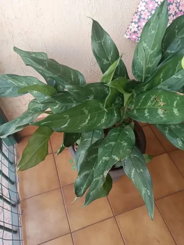  Plantas e folhagens 
