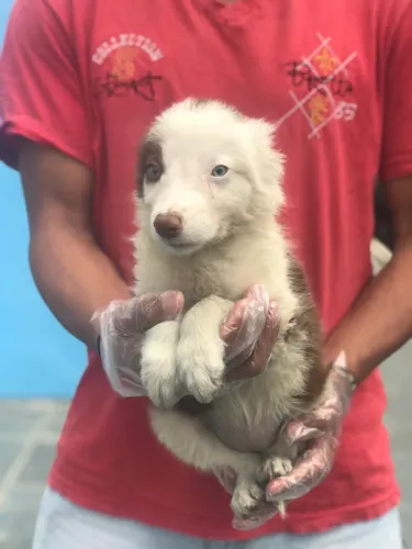 Border collie- O Melhor Começo para uma Grande Amizade Está Aqui
