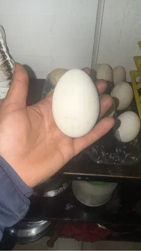 Ovos de gansos