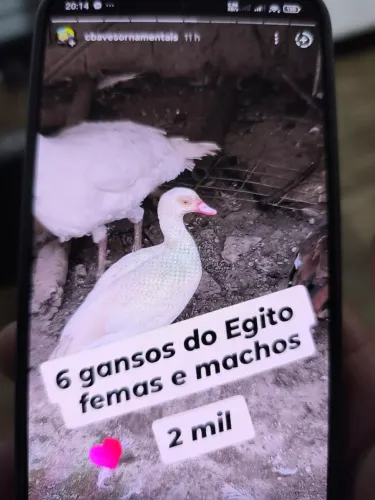 Lote gansos do Egito 6 und