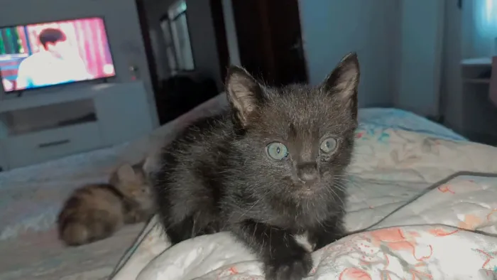 Doa se gatinho