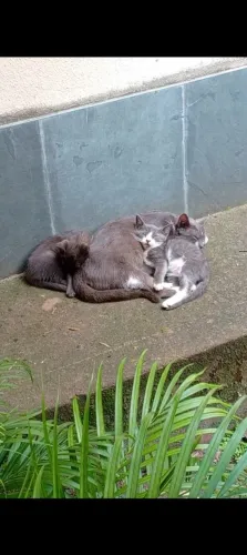 Gatinha pra doação e adoção responsável 