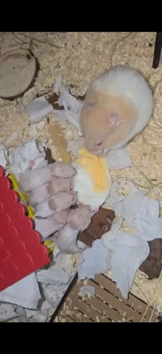 Filhotes de Hamster Sirio