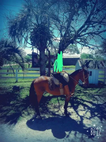 Cavalo crioulo