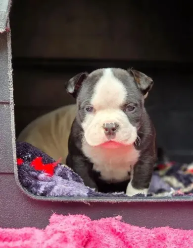 American Bully