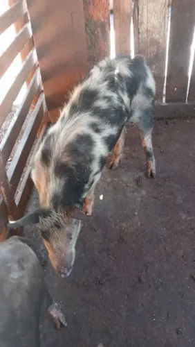 Porco Cachaço