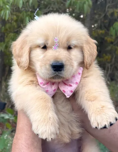 Golden Retriever