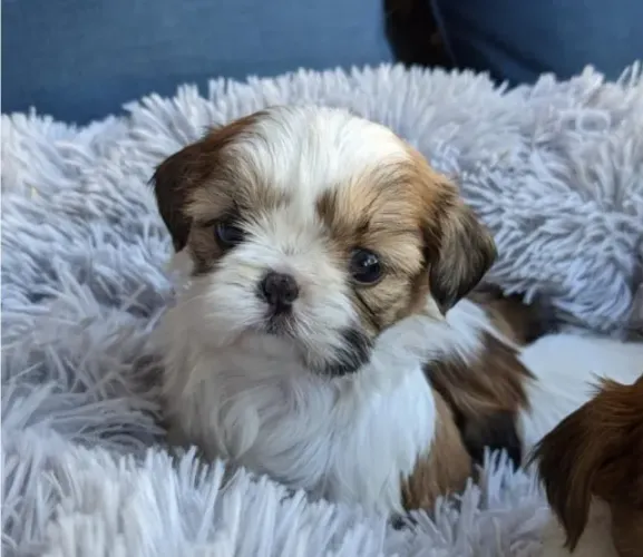 Shihtzu Filhotes Raça Perfeita Miniatura.