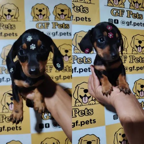 Teckel Dashchund salsicha cofap micro e padrao