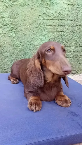 Salsicha com 70 dias fêmea 